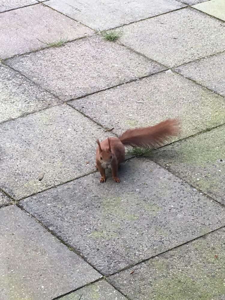 eichhörnchen auf der terrasse
