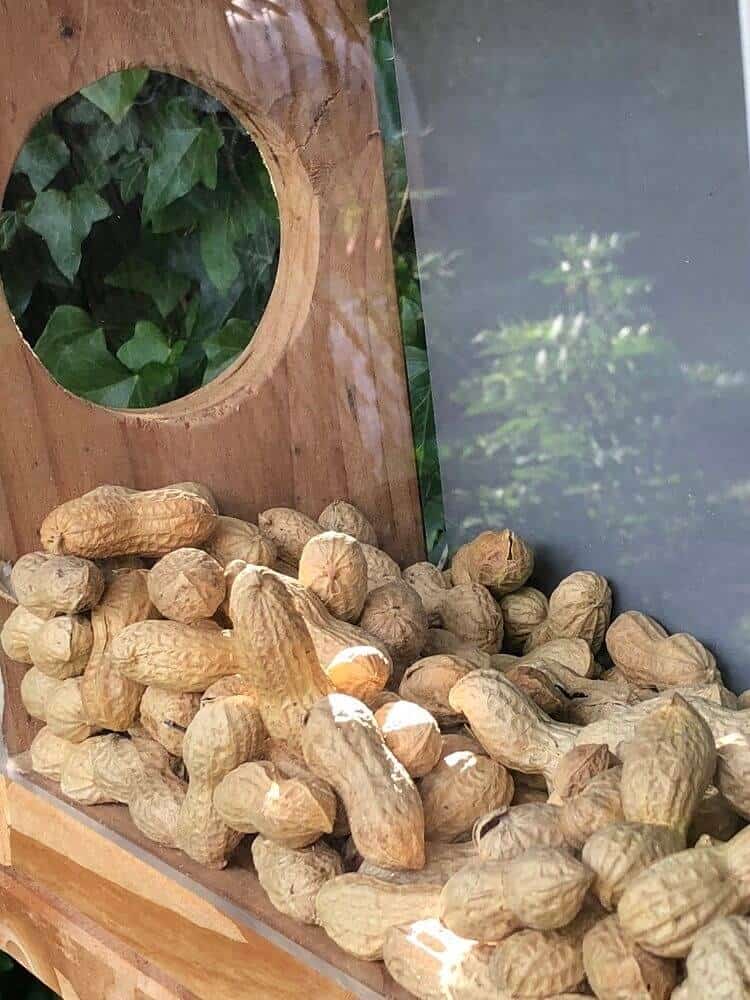 selber gebauter futterkasten für eichhörnchen mit erdnüssen gefüllt