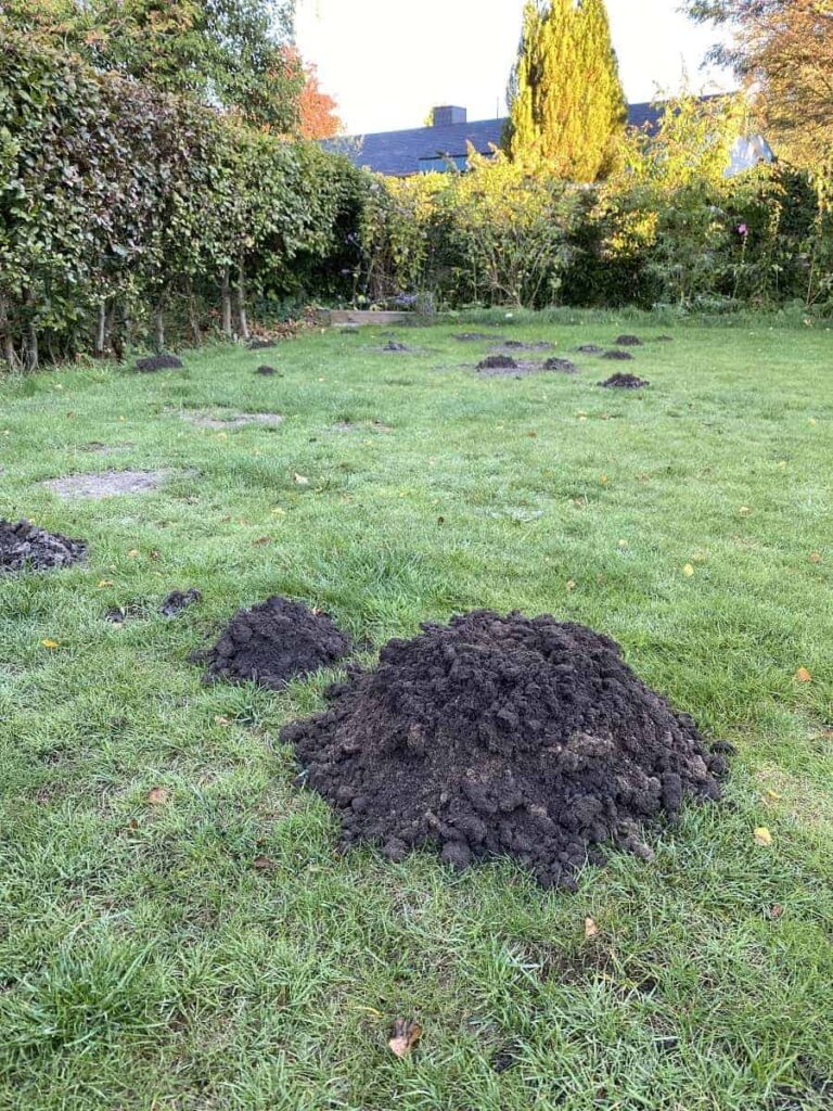 Maulwurf im Garten Die besten Tipps, wie Du Maulwürfe