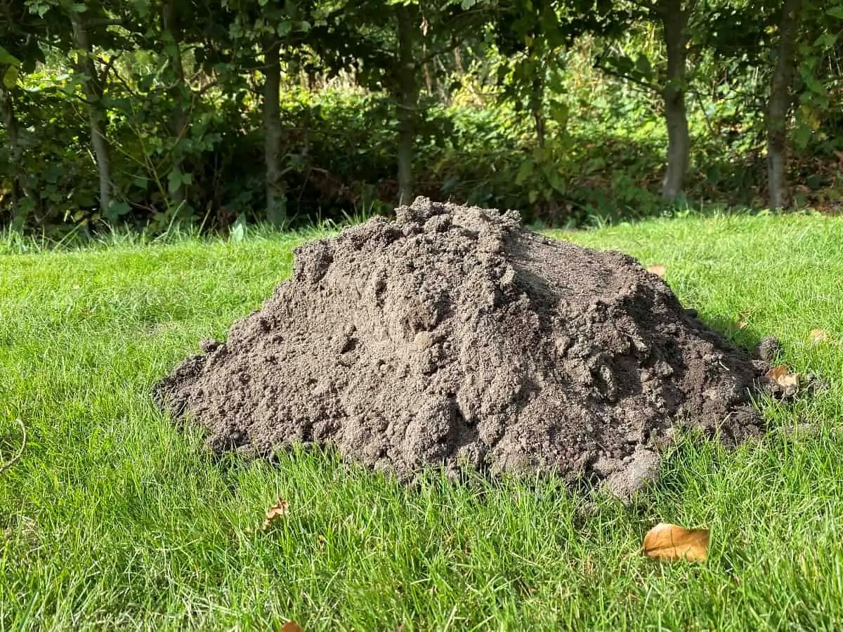 Wir hatten fuer mehrere Wochen einen Maulwurf zu Gast der fleissig gewuehlt und und jede Nacht neue Maulwurfshuegel da gelassen hat