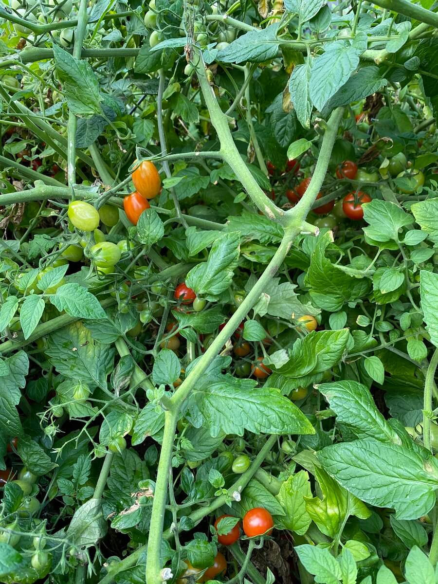 Die Tomatenpflanze im Hochbeet wächst und gedeiht wunderbar bei Sonne und dem richtigen Standort