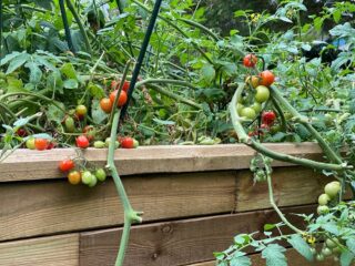 Tomaten im Hochbeet sind eine tolle Möglichkeit, sich selber zu versorgen - Anpflanzen und Pflegen ist dabei gar nicht schwer
