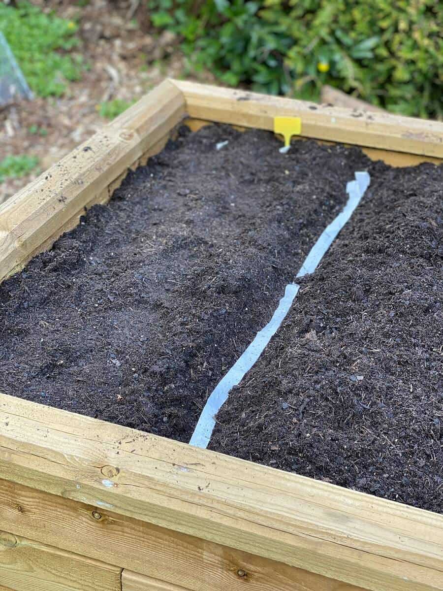 Möhren im Hochbeet Tipps zu Standort, Einsetzen, Pflege