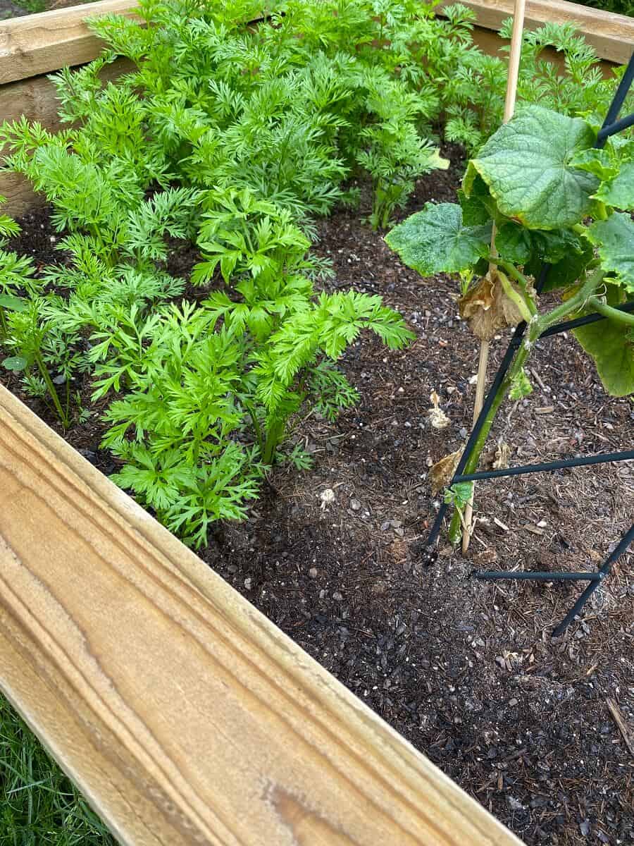 Möhren im Hochbeet Tipps zu Standort, Einsetzen, Pflege