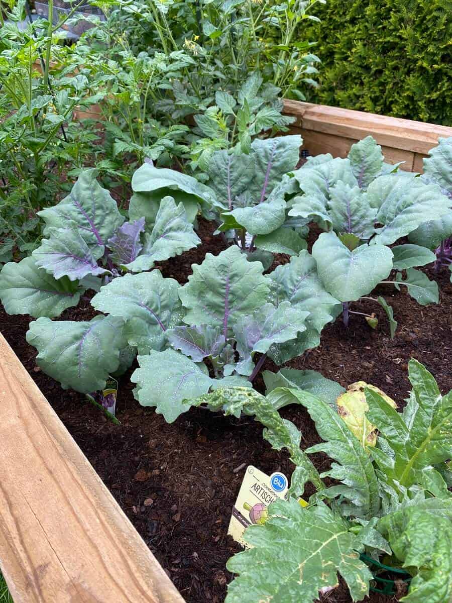 Kohlrabi hat keine allzuhohen Ansprรผche an den richtigen Standort, halbschattige bis sonnige Lichtverhรคltnisse sind ideal