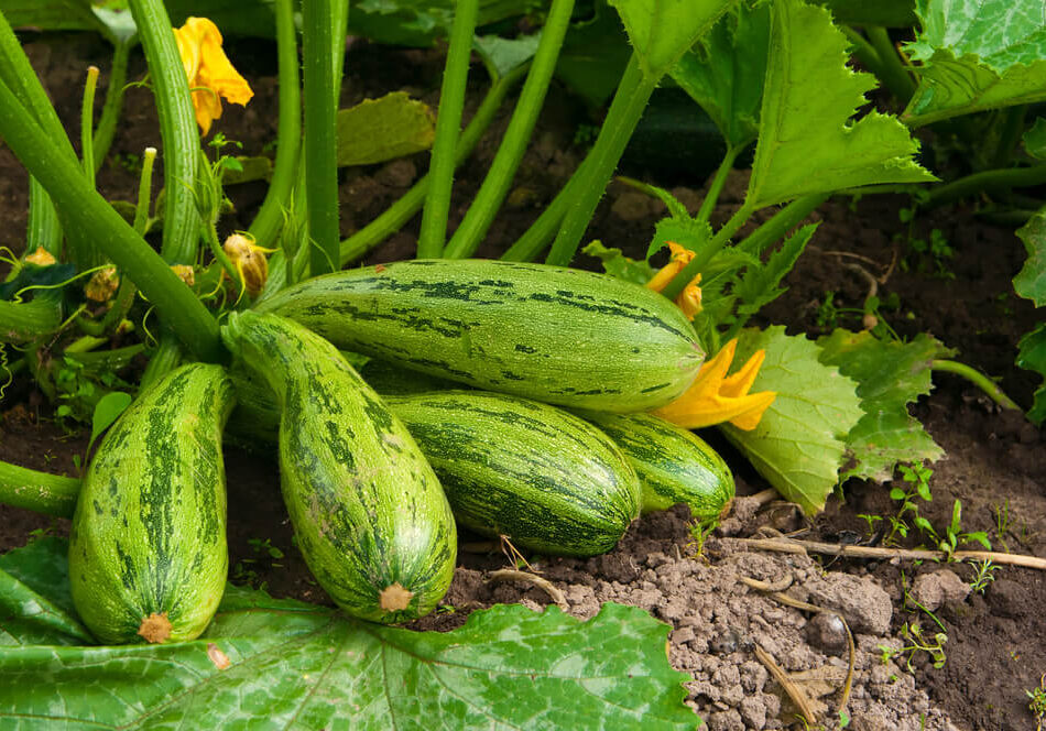 Zucchini im Hochbeet - Hier findest Du Tipps zur richtigen Erde, der Pflege und den passenden Pflanznachbarn