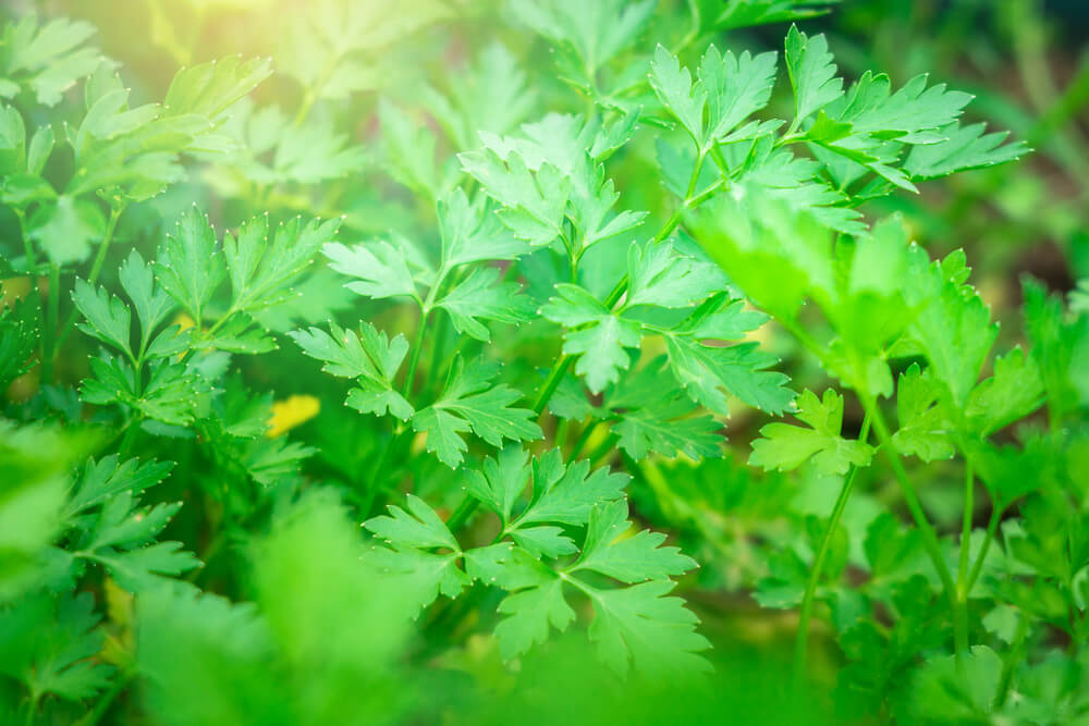Frische Petersilie aus dem eigenen Garten sorgt für ein tolles Aroma beim Kochen und ist gar nicht so schwer anzulegen
