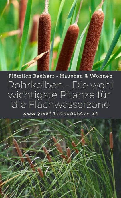 Rohrkolben Die beinahe wichtigste Pflanze für die Flachwasserzone