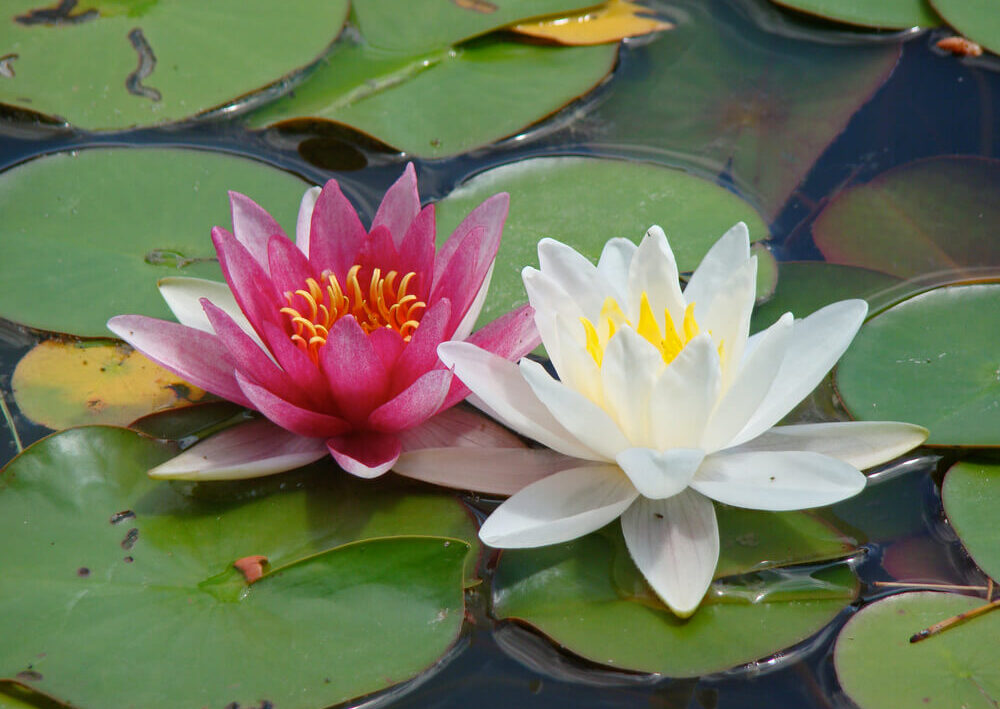 Seerosen als Highlight für deinen Gartenteich Infos zu allen Teichzonen