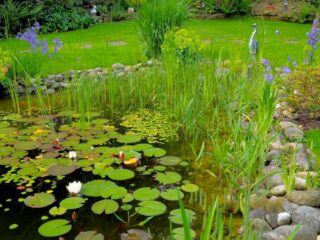 Sumpfzone beim Gartenteich - Anlage, Gestaltung, Pflanzen und Besonderheiten