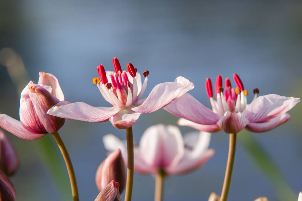 Schwanenblume - Tipps zum richtigen Standort und der Pflege der Wasserpflanze