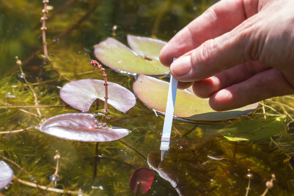 Wasserwerte Gartenteich Die optimale Wasserqualität im Teich
