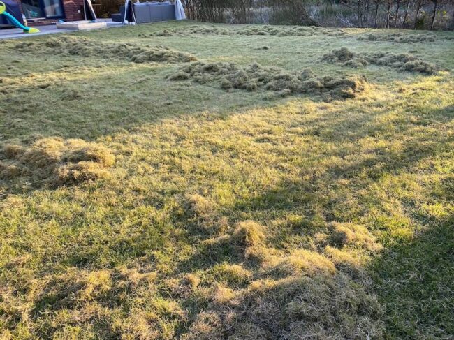 Moos entfernen So entfernst du Moos dauerhaft aus dem Rasen